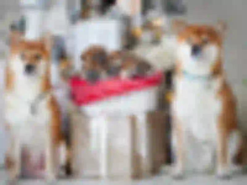 Our puppies from litter A