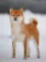 Delizzy "Deli" Dogsmith