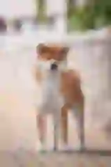 Dizhen "Cooper" Dogsmith