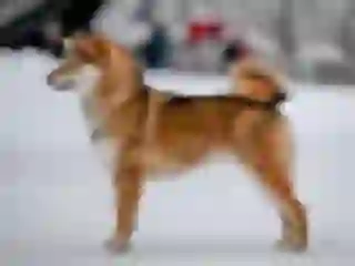 Legenda Arden "Eve" Emiko