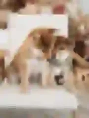 Dogsmith kennel. Shiba Inu puppies