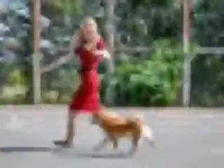 Dogsmith kennel. Shiba Inu puppies