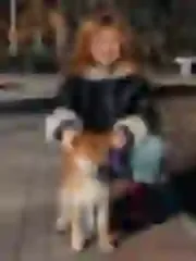 Dogsmith kennel. Shiba Inu puppies