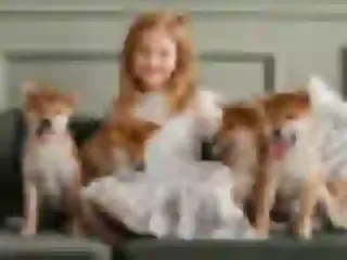 Dogsmith kennel. Shiba Inu puppies