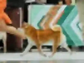 Dogsmith kennel. Shiba Inu puppies