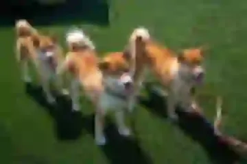 Dogsmith kennel. Shiba Inu puppies