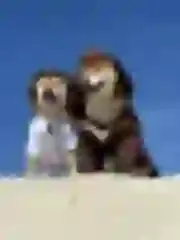 Dogsmith kennel. Shiba Inu puppies