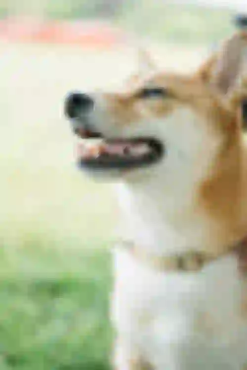 Dogsmith - Allevamento di Shiba Inu. Compra un cucciolo